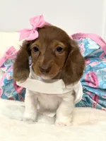 paisley 🌸, a female Miniature Dachshund for sale in Pearson, GA – Photo 6 of 8