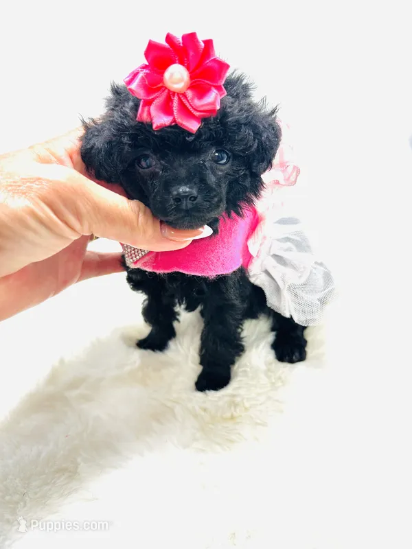 XX Tiny Girl 🎀 – Poodle - Toy  puppy for sale in Pearson, GA