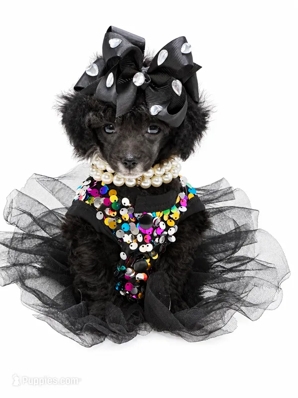 Tiny Paisley 🩷 – Poodle - Toy  puppy for sale in Pearson, GA