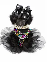 Tiny Paisley 🩷, a female Poodle - Toy  for sale in Pearson, GA – 1 of 10