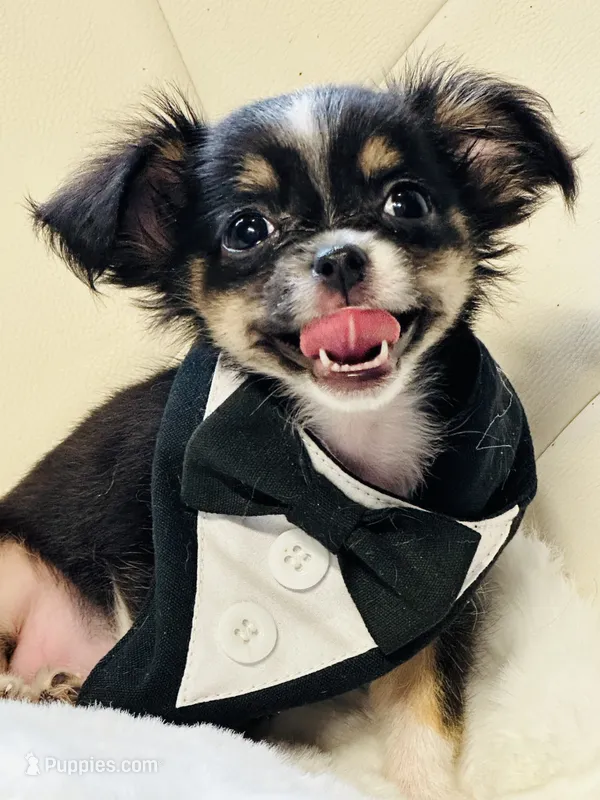 Micro Tiny long coat Boy 💙 – Chihuahua puppy for sale in Pearson, GA