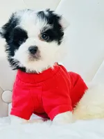 Baby Boy Bentley 💙, a male Shihpoo for sale in Pearson, GA – 1 of 4