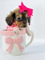 Tiny Lanie , a female Miniature Dachshund for sale in Pearson, GA – Photo 2 of 5