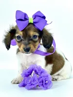 Tiny Lanie , a female Miniature Dachshund for sale in Pearson, GA – Photo 1 of 5