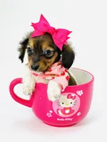 Tiny Lanie , a female Miniature Dachshund for sale in Pearson, GA – Photo 4 of 5