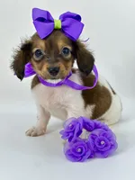 Tiny Lanie , a female Miniature Dachshund for sale in Pearson, GA – Photo 5 of 5