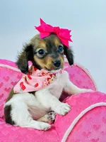 Tiny Lanie , a female Miniature Dachshund for sale in Pearson, GA – Photo 3 of 5