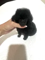 XX Tiny Anna Belle , a female Poodle - Toy  for sale in Pearson, GA – 7 of 7