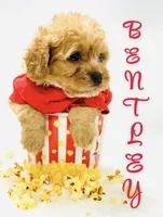 Bentley 💙, a male Cavapoo for sale in Pearson, GA – 2 of 7