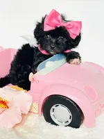 Bella 🩷, a female Maltipoo for sale in Pearson, GA – 4 of 8