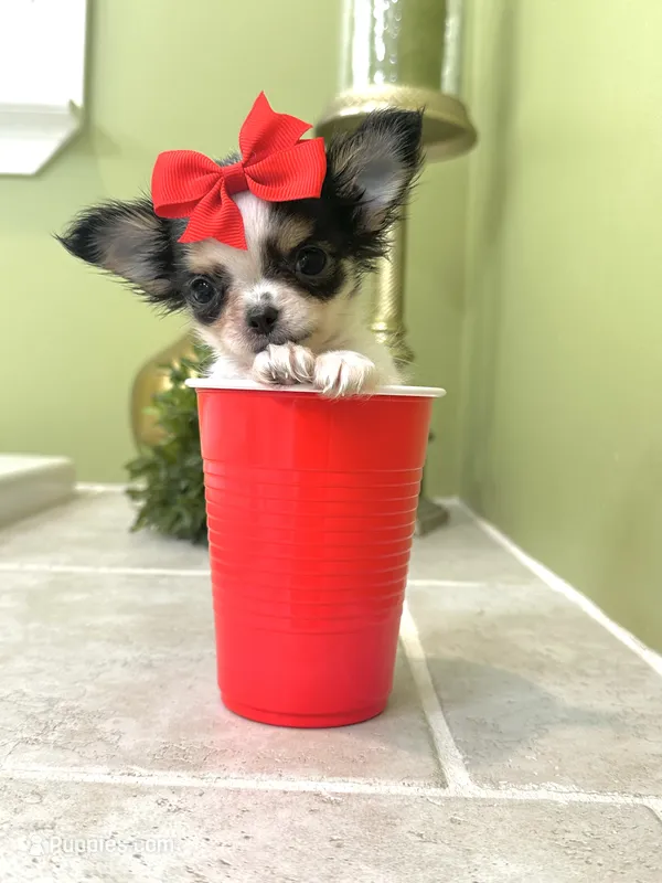 Micro Tiny girl 🎀 – Chihuahua puppy for sale in Pearson, GA