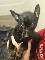 Oscar, a male German Shepherd Dog for sale in Coweta, OK – 1 of 1