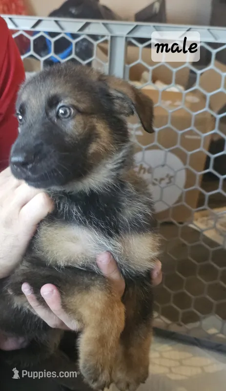 Silver – German Shepherd Dog puppy for sale in Coweta, OK