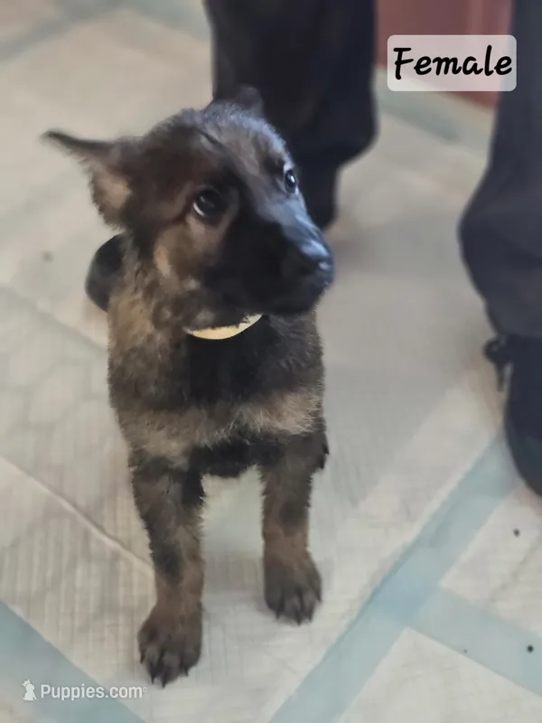 Sunshine  – German Shepherd Dog puppy for sale in Coweta, OK