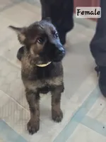 Sunshine , a female German Shepherd Dog for sale in Coweta, OK – 1 of 1