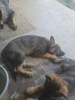 Sunshine , a female German Shepherd Dog for sale in Coweta, OK – 2 of 2