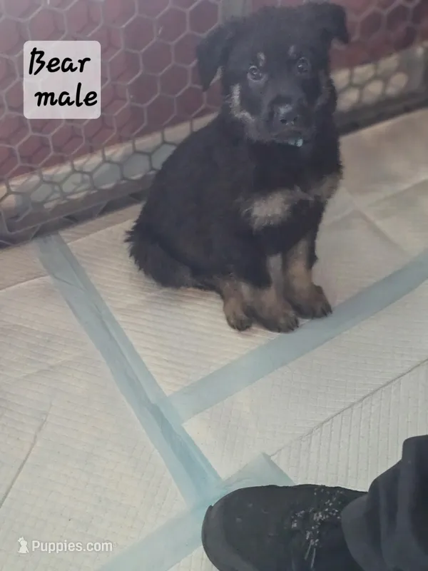 Bear – German Shepherd Dog puppy for sale in Coweta, OK