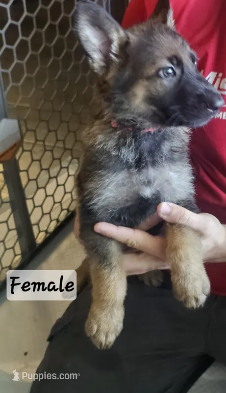 Pinky – German Shepherd Dog puppy for sale in Coweta, OK