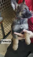 Pinky, a female German Shepherd Dog for sale in Coweta, OK – 1 of 1
