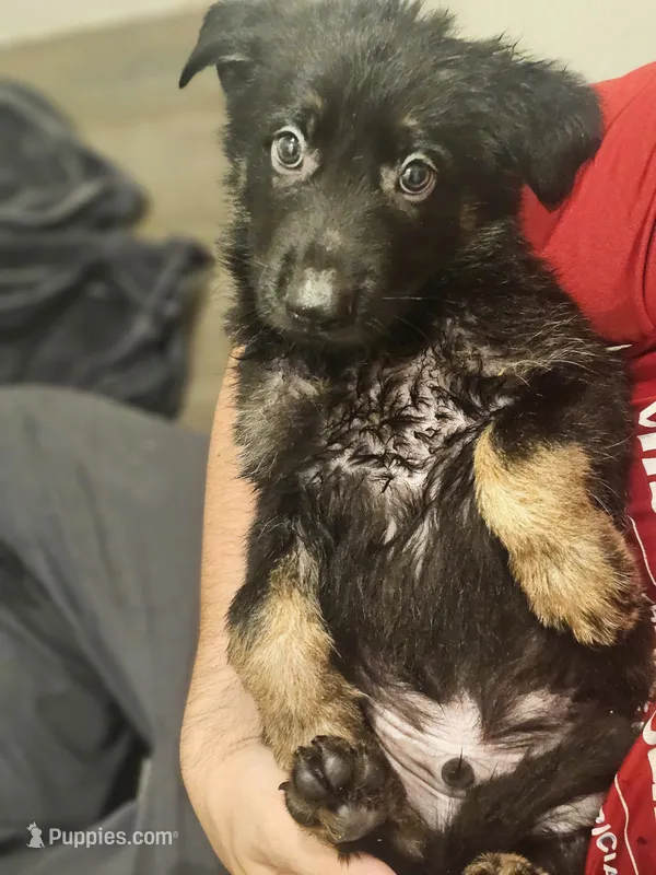 Bluey – German Shepherd Dog puppy for sale in Coweta, OK