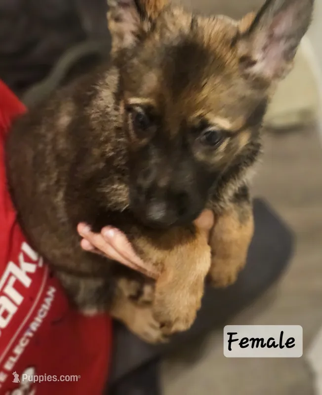 Pumpkin  – German Shepherd Dog puppy for sale in Coweta, OK