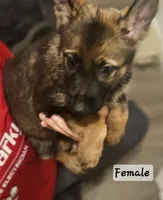 Pumpkin , a female German Shepherd Dog for sale in Coweta, OK – 1 of 1