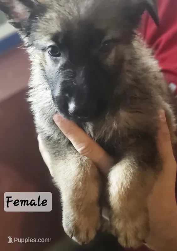 Bertha – German Shepherd Dog puppy for sale in Coweta, OK