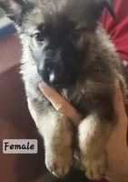 Bertha, a female German Shepherd Dog for sale in Coweta, OK – 1 of 1