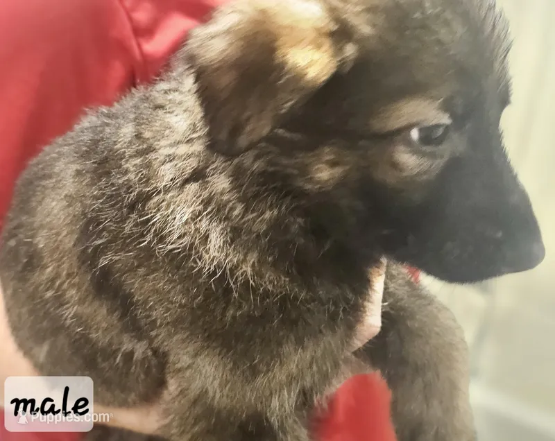 Key Lime – German Shepherd Dog puppy for sale in Coweta, OK