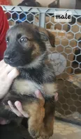 Silver, a male German Shepherd Dog for sale in Coweta, OK – 1 of 1