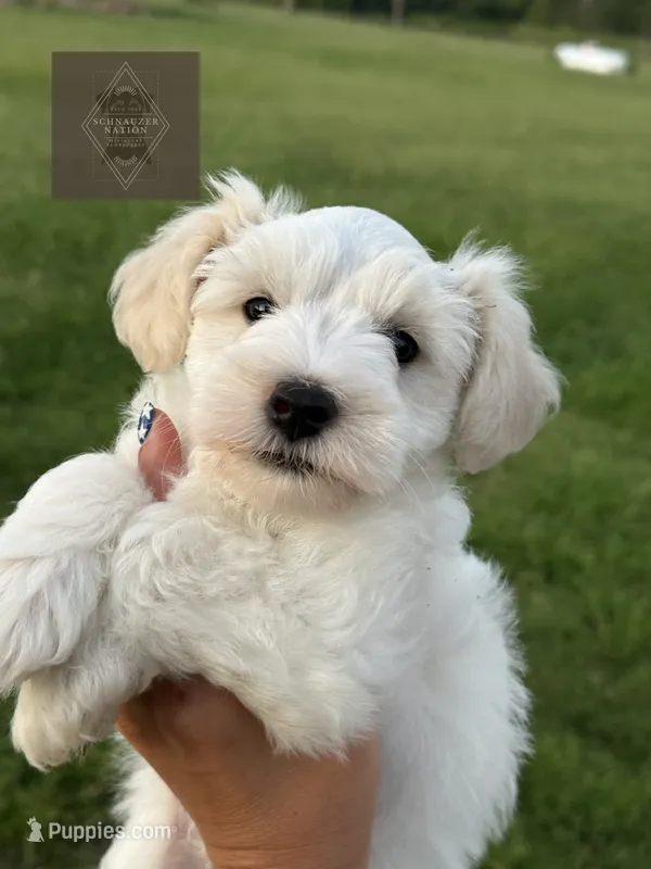 Doc – Miniature Schnauzer puppy for sale in Durant, OK