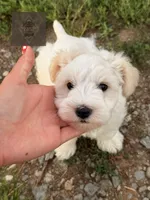 Doc, a male Miniature Schnauzer for sale in Durant, OK – 2 of 9