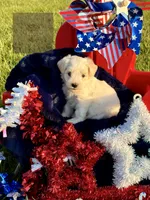 Doc, a male Miniature Schnauzer for sale in Durant, OK – 4 of 9