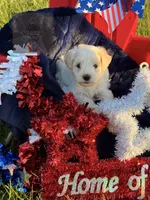 Doc, a male Miniature Schnauzer for sale in Durant, OK – 6 of 9