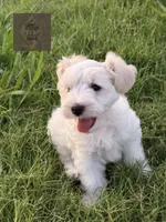 Doc, a male Miniature Schnauzer for sale in Durant, OK – 8 of 9