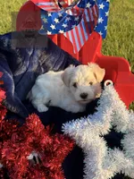 Doc, a male Miniature Schnauzer for sale in Durant, OK – 9 of 9