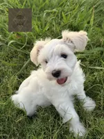Doc, a male Miniature Schnauzer for sale in Durant, OK – 3 of 9