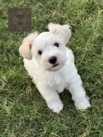 Doc, a male Miniature Schnauzer for sale in Durant, OK – 5 of 9
