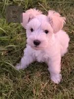 Doc, a male Miniature Schnauzer for sale in Durant, OK – 7 of 9