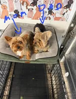 JAX, a male Yorkshire Terrier for sale in Tampa, FL – Photo 5 of 9