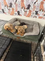 JAX, a male Yorkshire Terrier for sale in Tampa, FL – Photo 7 of 9