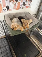 JAX, a male Yorkshire Terrier for sale in Tampa, FL – Photo 8 of 9