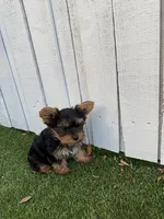 JAX, a male Yorkshire Terrier for sale in Tampa, FL – Photo 3 of 9