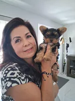 JAX, a male Yorkshire Terrier for sale in Tampa, FL – Photo 4 of 9