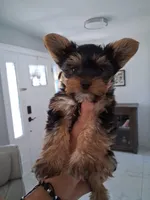 JAX, a male Yorkshire Terrier for sale in Tampa, FL – Photo 1 of 9