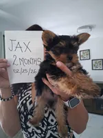 JAX, a male Yorkshire Terrier for sale in Tampa, FL – Photo 2 of 9