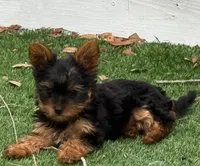 PENNY, a male Yorkshire Terrier for sale in Tampa, FL – Photo 8 of 10