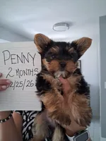 PENNY, a male Yorkshire Terrier for sale in Tampa, FL – Photo 2 of 10
