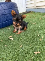 PENNY, a male Yorkshire Terrier for sale in Tampa, FL – Photo 5 of 10