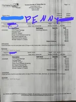 PENNY, a male Yorkshire Terrier for sale in Tampa, FL – Photo 10 of 10